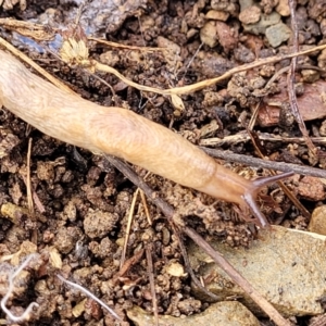 Deroceras reticulatum at Kowen, ACT - 13 Jul 2022