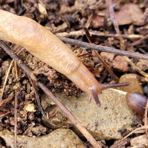 Deroceras reticulatum at Kowen, ACT - 13 Jul 2022