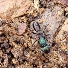 Rhytidoponera metallica (Greenhead ant) at Kowen Escarpment - 13 Jul 2022 by trevorpreston