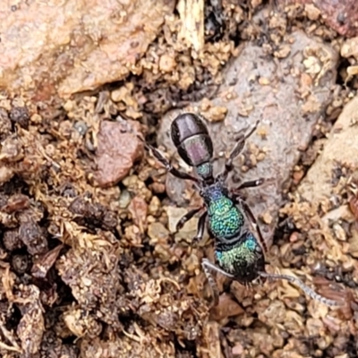 Rhytidoponera metallica (Greenhead ant) at Kowen Escarpment - 13 Jul 2022 by trevorpreston