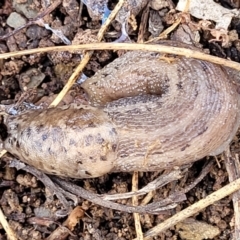 Limax maximus (Leopard Slug, Great Grey Slug) at Kowen, ACT - 13 Jul 2022 by trevorpreston