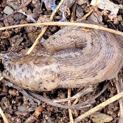 Limax maximus (Leopard Slug, Great Grey Slug) at Kowen Escarpment - 13 Jul 2022 by trevorpreston