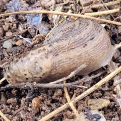 Limax maximus at Kowen, ACT - 13 Jul 2022 10:10 AM