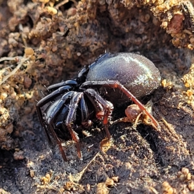 Storosa obscura (Dark Storosa) at Kowen, ACT - 13 Jul 2022 by trevorpreston