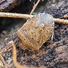 Dictyotus conspicuus (A shield or stink bug) at Kowen, ACT - 13 Jul 2022 by trevorpreston
