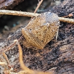 Dictyotus conspicuus at Kowen, ACT - 13 Jul 2022 10:09 AM