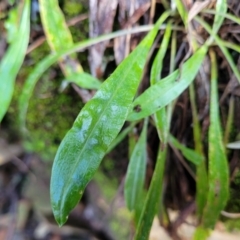 Euchiton sp. at Kowen, ACT - 13 Jul 2022