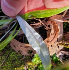 Euchiton sp. at Kowen, ACT - 13 Jul 2022