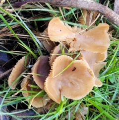 Unidentified Cap on a stem; gills below cap [mushrooms or mushroom-like] (TBC) at Kowen, ACT - 12 Jul 2022 by trevorpreston