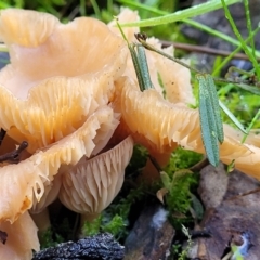 Clitocybe s. l. at Kowen, ACT - 13 Jul 2022