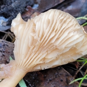 Clitocybe s. l. at Kowen, ACT - 13 Jul 2022