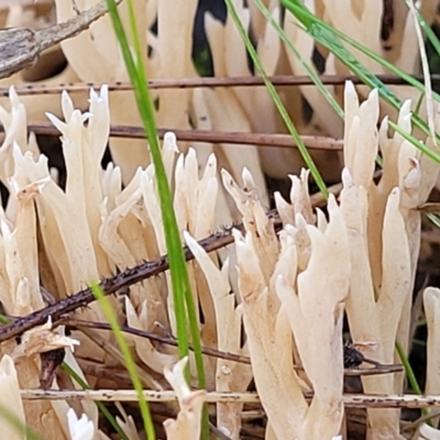 Clavulina sp. (A coral fungus) at Kowen, ACT - 13 Jul 2022 by trevorpreston