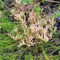 Clavulina sp. at Kowen Escarpment - 13 Jul 2022