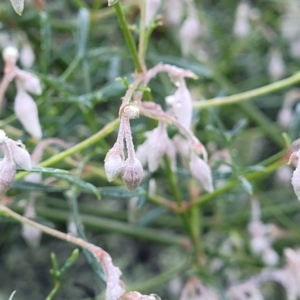 Clematis leptophylla at Kowen, ACT - 13 Jul 2022