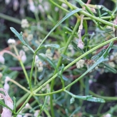 Clematis leptophylla at Kowen, ACT - 13 Jul 2022