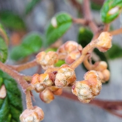 Pomaderris betulina (Birch Pomaderris) at Kowen, ACT - 12 Jul 2022 by trevorpreston