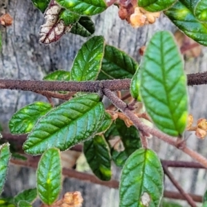 Pomaderris betulina at Kowen, ACT - 13 Jul 2022