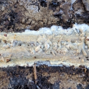 Corticioid fungi at Kowen, ACT - 13 Jul 2022