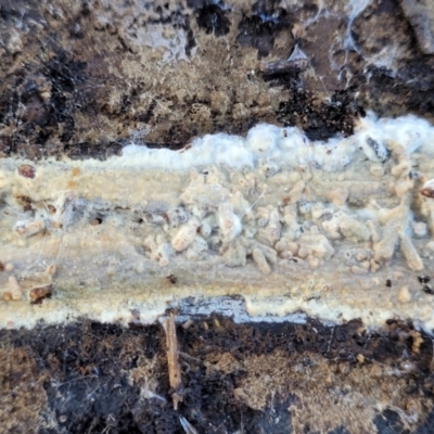 Corticioid fungi at Kowen Escarpment - 12 Jul 2022 by trevorpreston