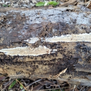 Corticioid fungi at Kowen, ACT - 13 Jul 2022