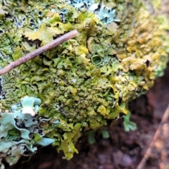 Parmeliaceae (family) (A lichen family) at Kowen Escarpment - 12 Jul 2022 by trevorpreston