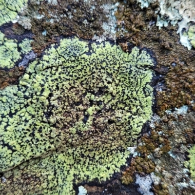 Rhizocarpon geographicum (Yellow Map Lichen) at Kowen Escarpment - 12 Jul 2022 by trevorpreston