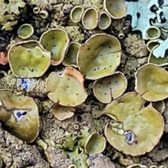 Parmeliaceae (family) (A lichen family) at Kowen, ACT - 12 Jul 2022 by trevorpreston