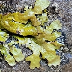 Lichen - foliose at Kowen, ACT - 13 Jul 2022 09:41 AM