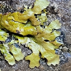 Lichen - foliose at Kowen, ACT - 13 Jul 2022 09:41 AM