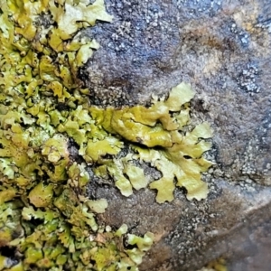 Lichen - foliose at Kowen, ACT - 13 Jul 2022 09:41 AM