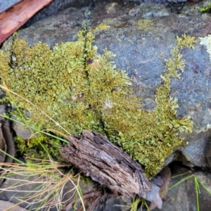 Lichen - foliose at Kowen, ACT - 13 Jul 2022 09:41 AM