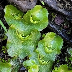 Lunularia cruciata at Kowen, ACT - 13 Jul 2022 09:42 AM