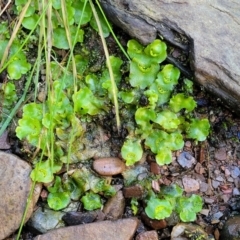 Lunularia cruciata at Kowen, ACT - 13 Jul 2022