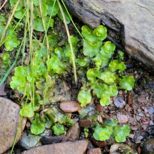 Lunularia cruciata at Kowen, ACT - 13 Jul 2022 09:42 AM