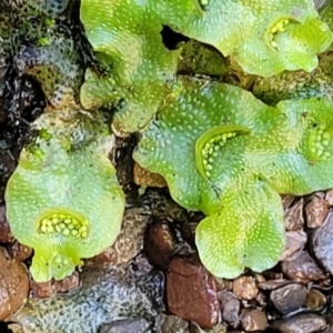 Lunularia cruciata at Kowen, ACT - 13 Jul 2022 09:42 AM