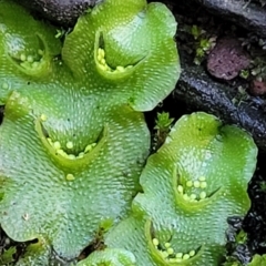 Lunularia cruciata at Kowen, ACT - 13 Jul 2022 09:42 AM