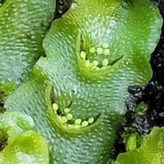 Lunularia cruciata at Kowen, ACT - 13 Jul 2022 09:42 AM