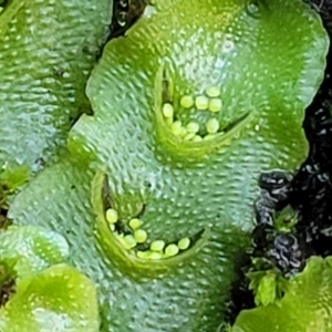 Lunularia cruciata at Kowen, ACT - 13 Jul 2022