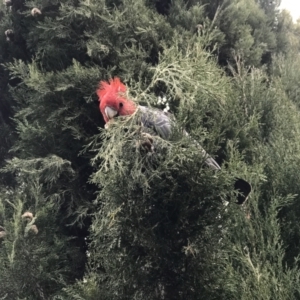 Callocephalon fimbriatum at Deakin, ACT - 12 Jul 2022