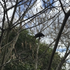 Zanda funerea (Yellow-tailed Black-Cockatoo) at Deakin, ACT - 13 Jul 2022 by KimF