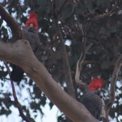 Callocephalon fimbriatum (Gang-gang Cockatoo) at Gundaroo, NSW - 12 Jul 2022 by Gunyijan