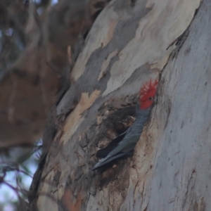 Callocephalon fimbriatum at Gundaroo, NSW - 12 Jul 2022