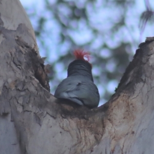 Callocephalon fimbriatum at Gundaroo, NSW - 12 Jul 2022