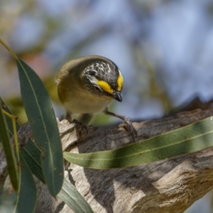 Pardalotus striatus at Bethungra, NSW - 10 Jul 2022 11:40 AM