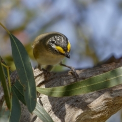 Pardalotus striatus (Striated Pardalote) at Bethungra, NSW - 10 Jul 2022 by trevsci