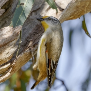 Pardalotus striatus at Bethungra, NSW - 10 Jul 2022 11:40 AM