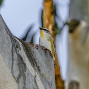 Pardalotus striatus at Bethungra, NSW - 10 Jul 2022 11:40 AM