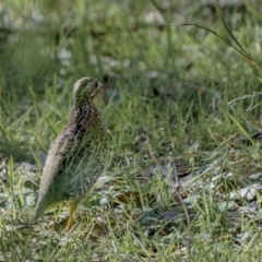 Turnix varius (Painted Buttonquail) at Ulandra Nature Reserve - 10 Jul 2022 by trevsci