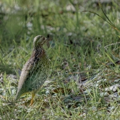 Turnix varius (Painted Buttonquail) at Bethungra, NSW - 10 Jul 2022 by trevsci