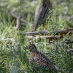 Turnix varius at Bethungra, NSW - 10 Jul 2022